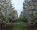Orchard Blossom 92